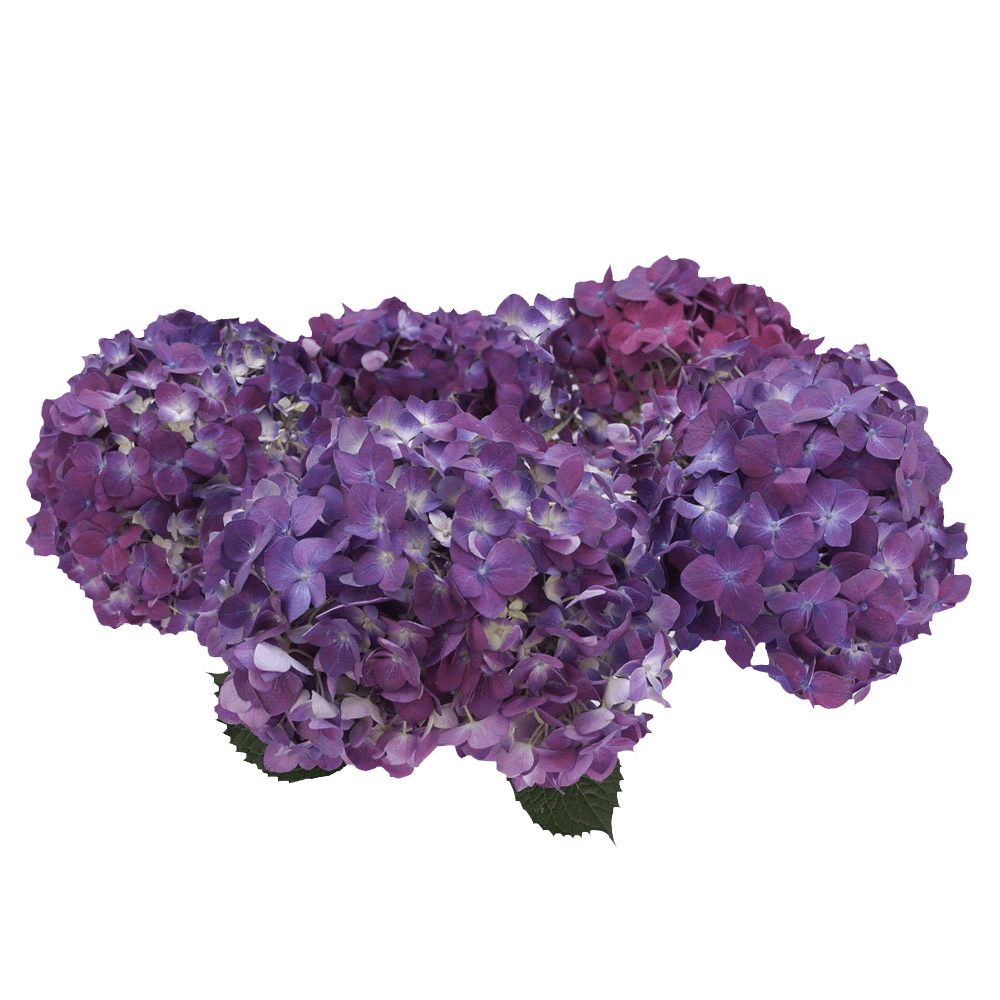Purple Hydrangea Flowers Low Cost