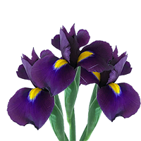 (QB) Iris Hongkong Purple 200 For Delivery to Texas