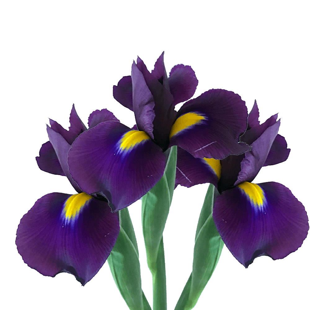 Purple Iris Flowers For Bridal Arrangements