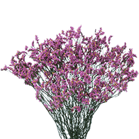 (OC) Limonium Purple 6 Bunches For Delivery to Alabama