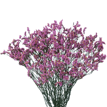 PURPLELIMONIUM