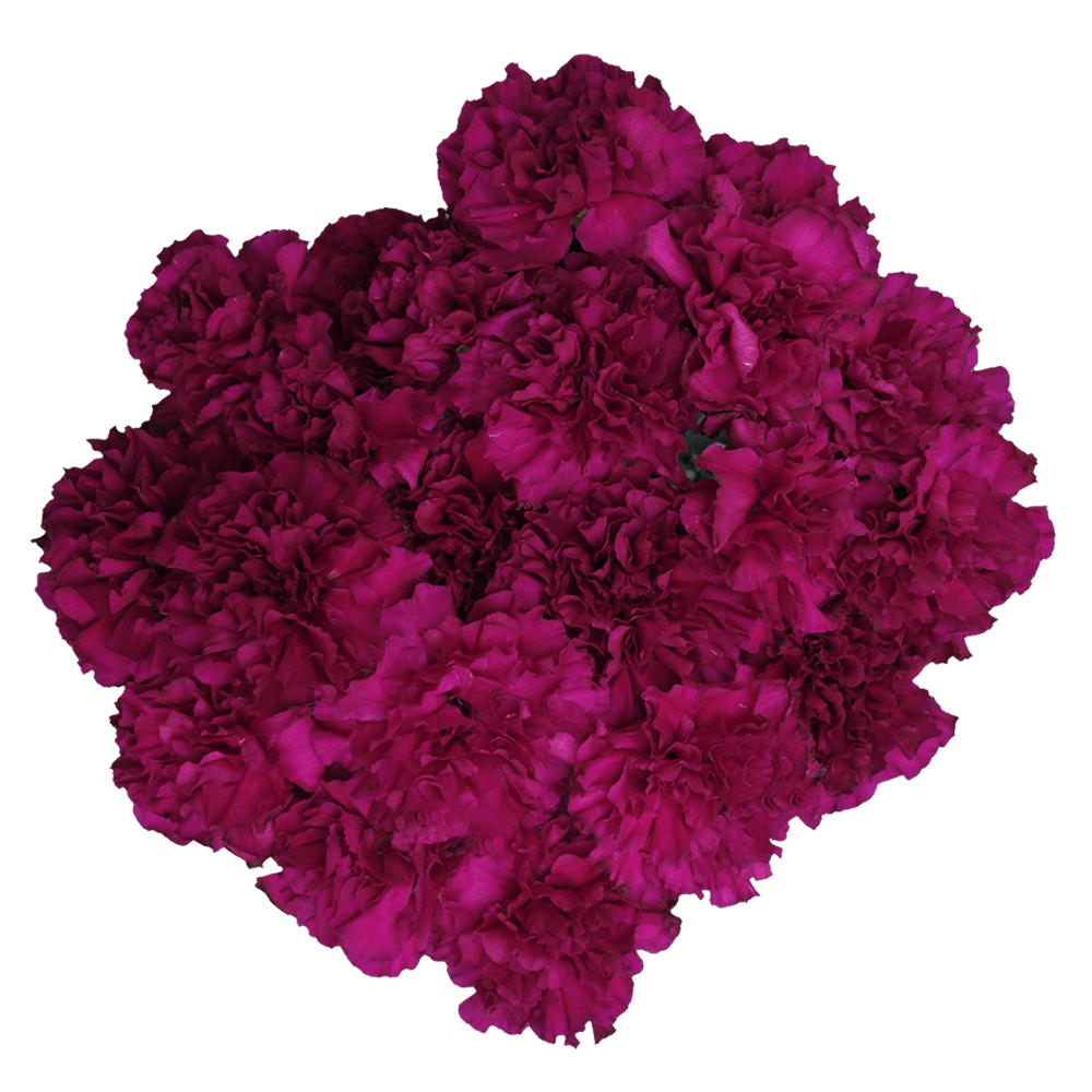 Purple Monsenor Carnations For Sale