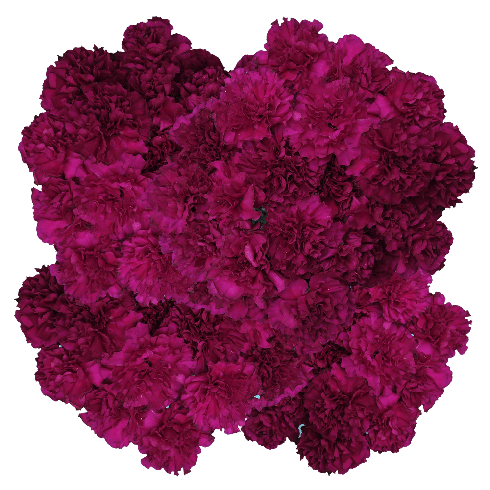 Purple Monsenor Carnations Fresh Flowers Online