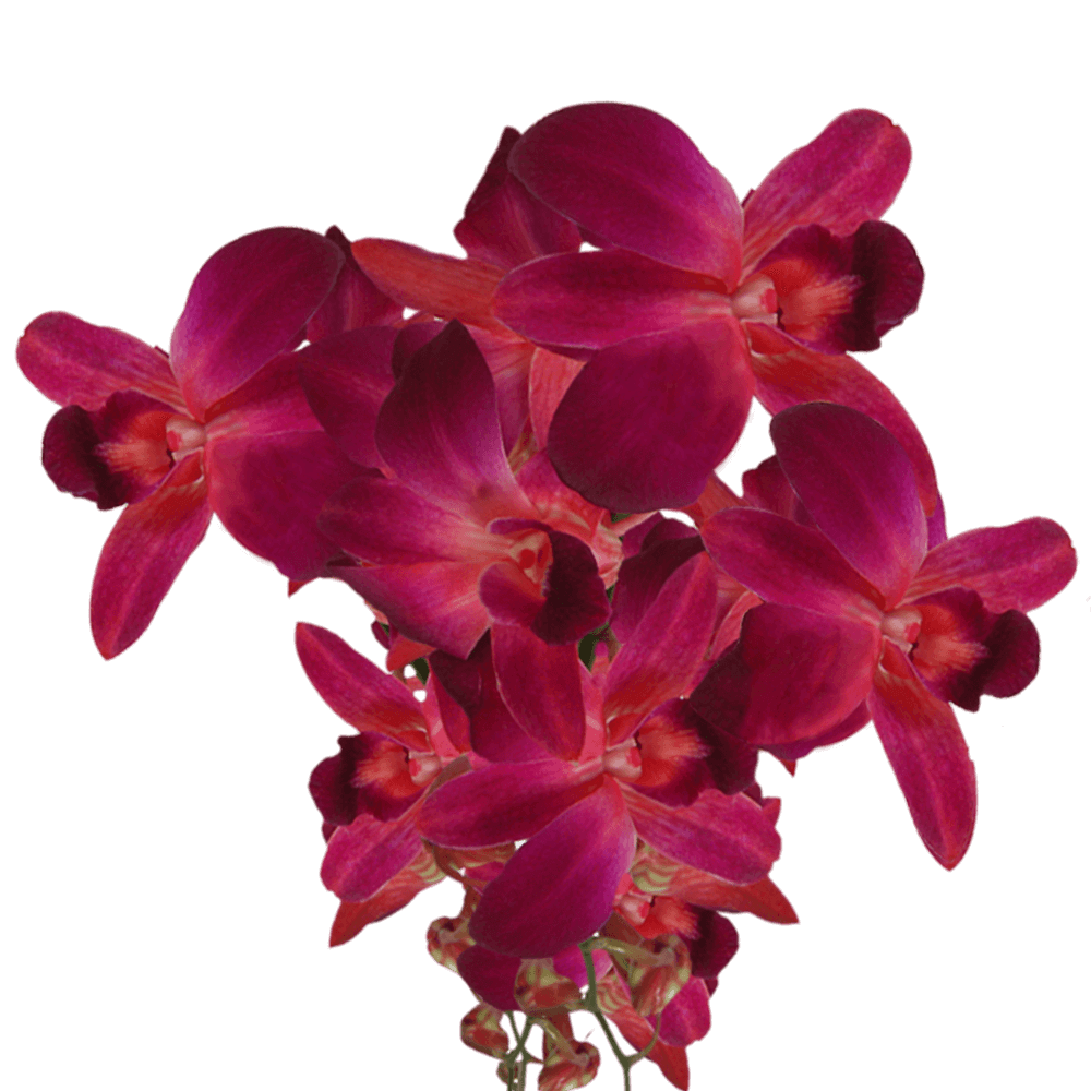 (QB) Dendrobium Red Sonia 70 For Delivery to Coeur_D_Alene, Idaho