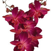 Orchids Red Sonia 90 Stems (HB) For Delivery to Enterprise, Alabama
