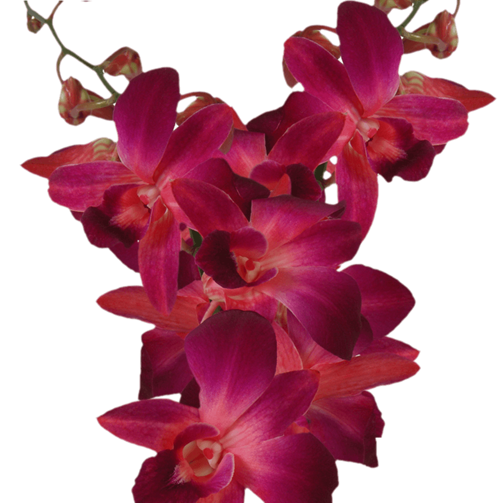 Purple Orchid Flowers For Sale Online