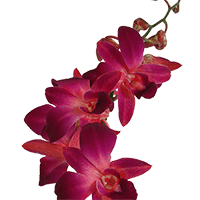 Orchids Red Sonia 70 Stems (QB) For Delivery to Toledo, Ohio