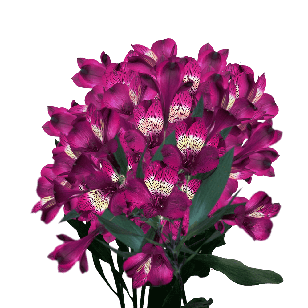 Purple Peruvian Lilies or Alstroemerias Free Delivery