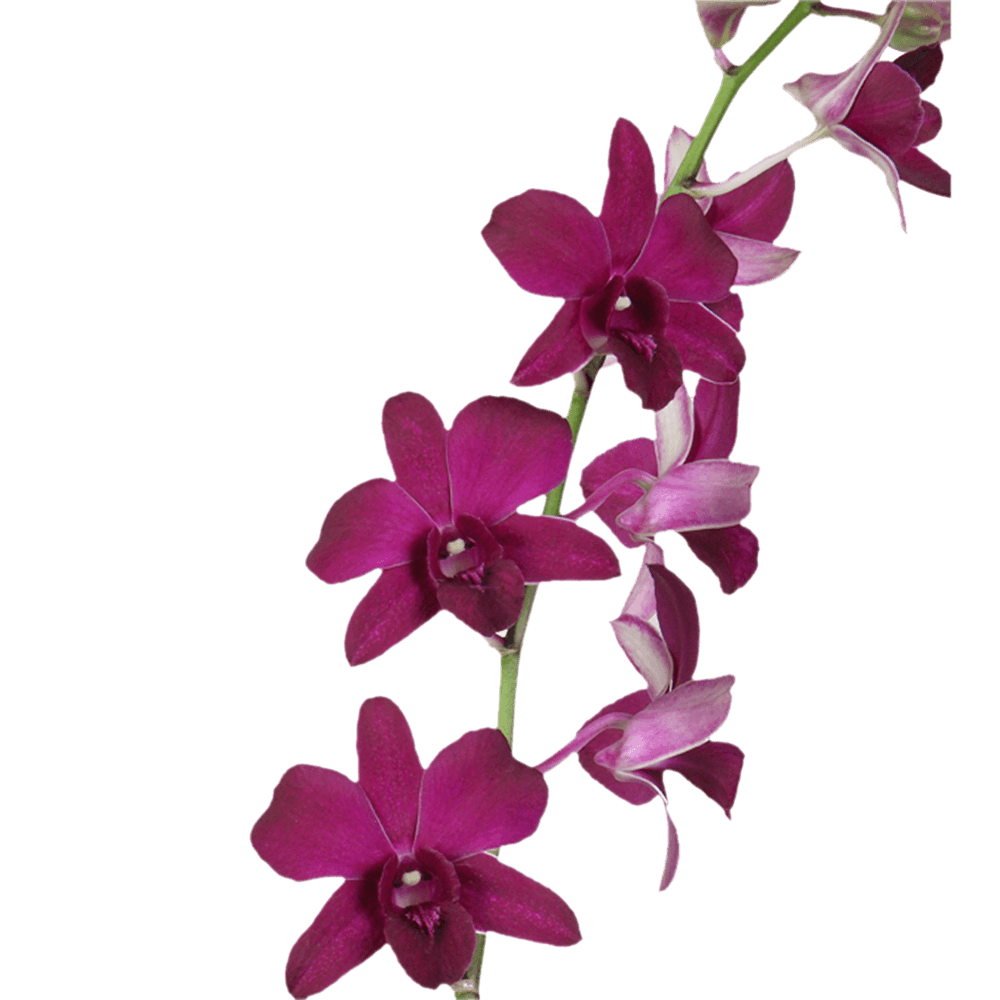 Purple Sabine Orchids For Sale Fresh Flower Delivery