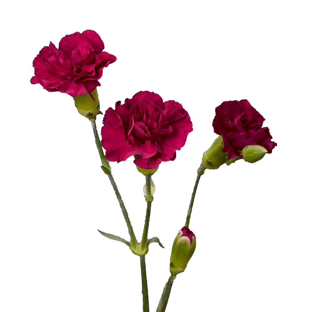 Purple Spray Carnations Cheap