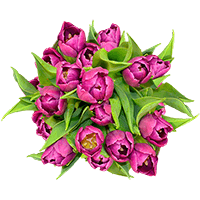 Qty of Purple Tulips For Delivery to Overland_Park, Kansas