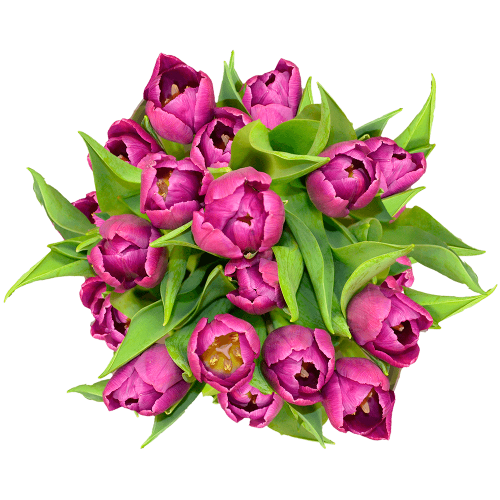 Qty of Purple Tulips For Delivery to Panama_City, Florida