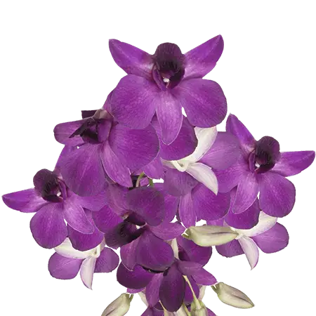 Purple-Viola