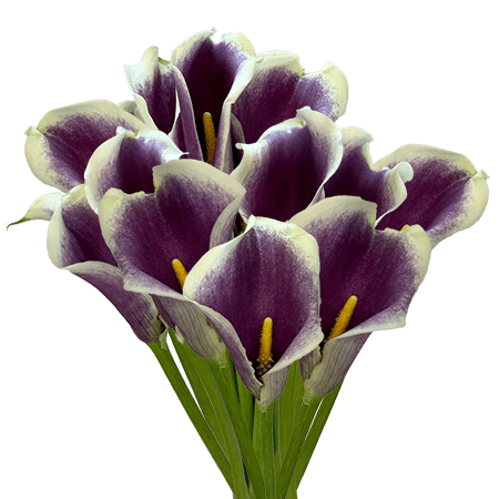 (OC-HB) Qty of Purple/Wite MiniCalla Lilies