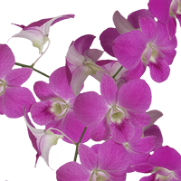 Orchids Queen Pink 90 (HB) For Delivery to Sun_City_West, Arizona
