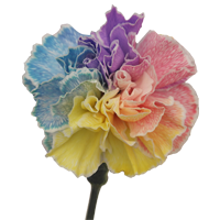 Rainbow Carnations Qty For Delivery to Battle_Creek, Michigan