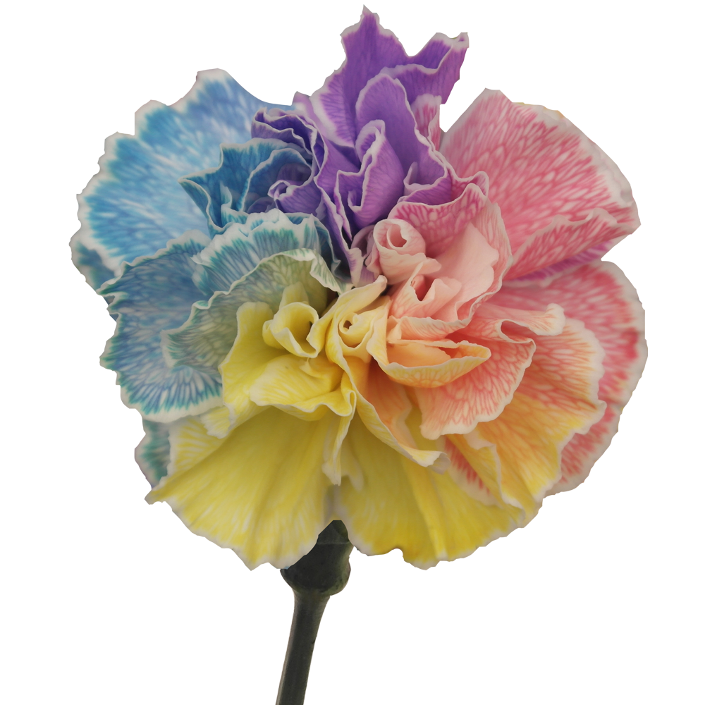 Rainbow Carnations Qty For Delivery to Stillwater, Oklahoma