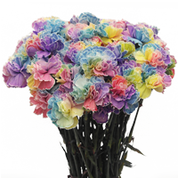 (QB) Carnations Std Tinted Rainbow 8 Bunches For Delivery to Lancaster, South_Carolina