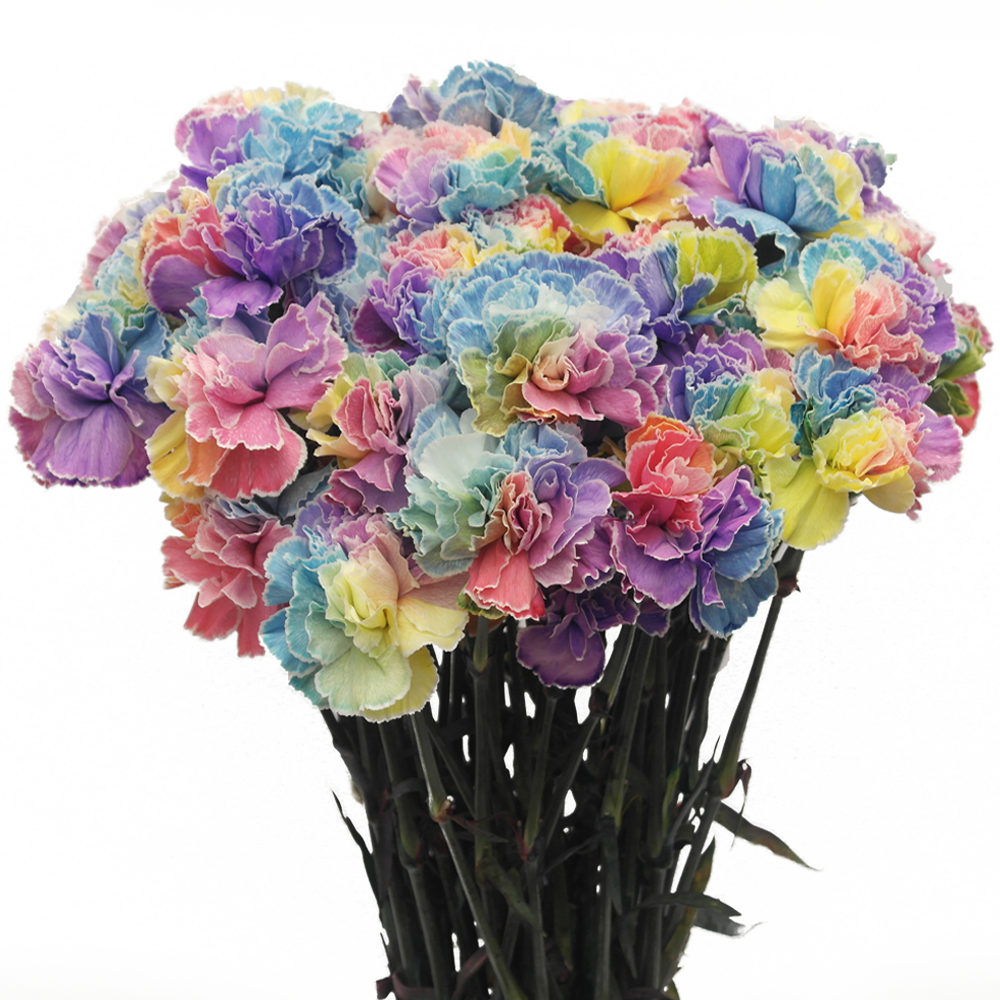 Rainbow Carnations Fresh Flowers For Sale
