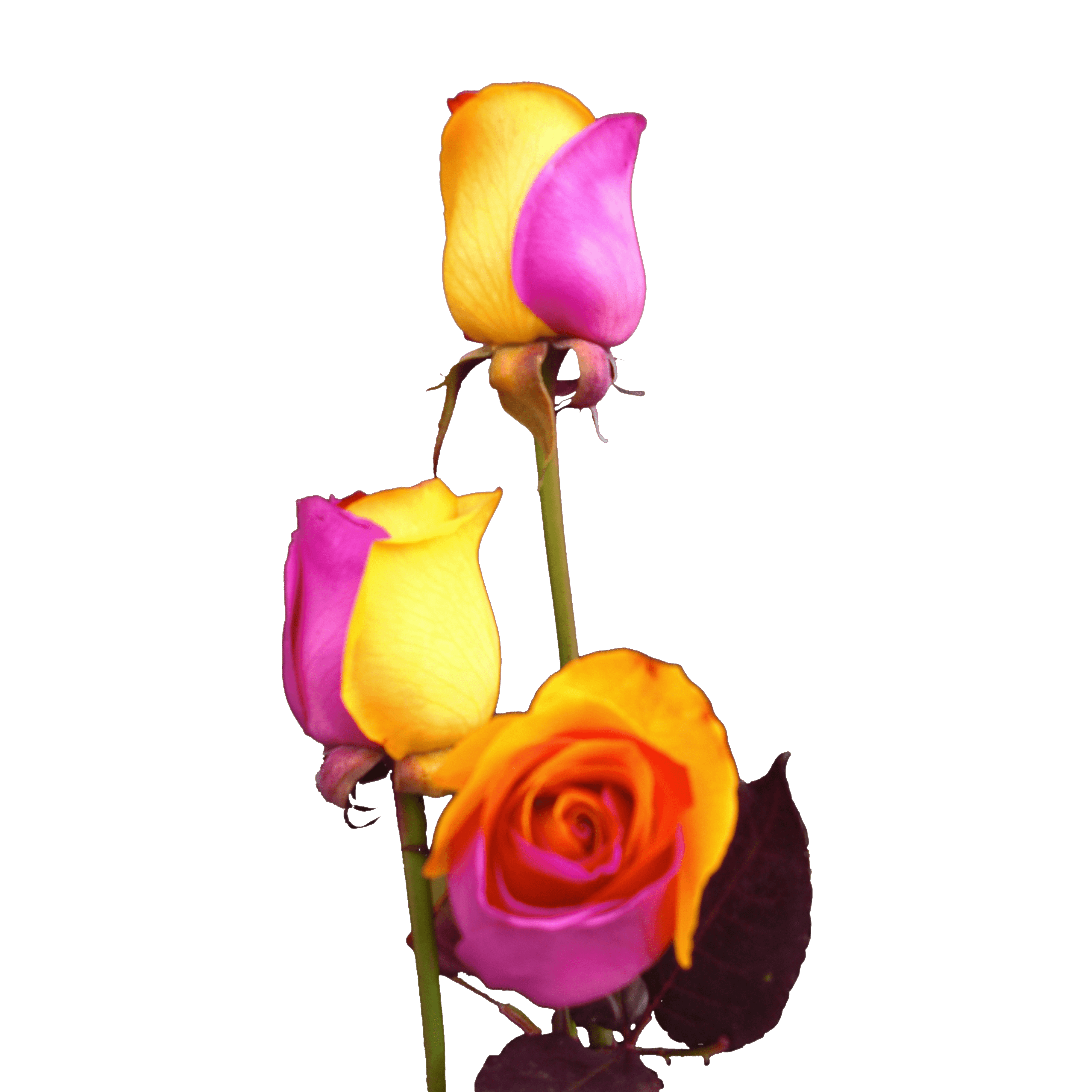 Qty of Purple and Orange Rainbow Roses For Delivery to Hurricane, West_Virginia