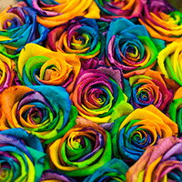 Rose Med Rainbow 50 Stems (QB) [Include Flower Food] (OM) For Delivery to Rochester, New_York