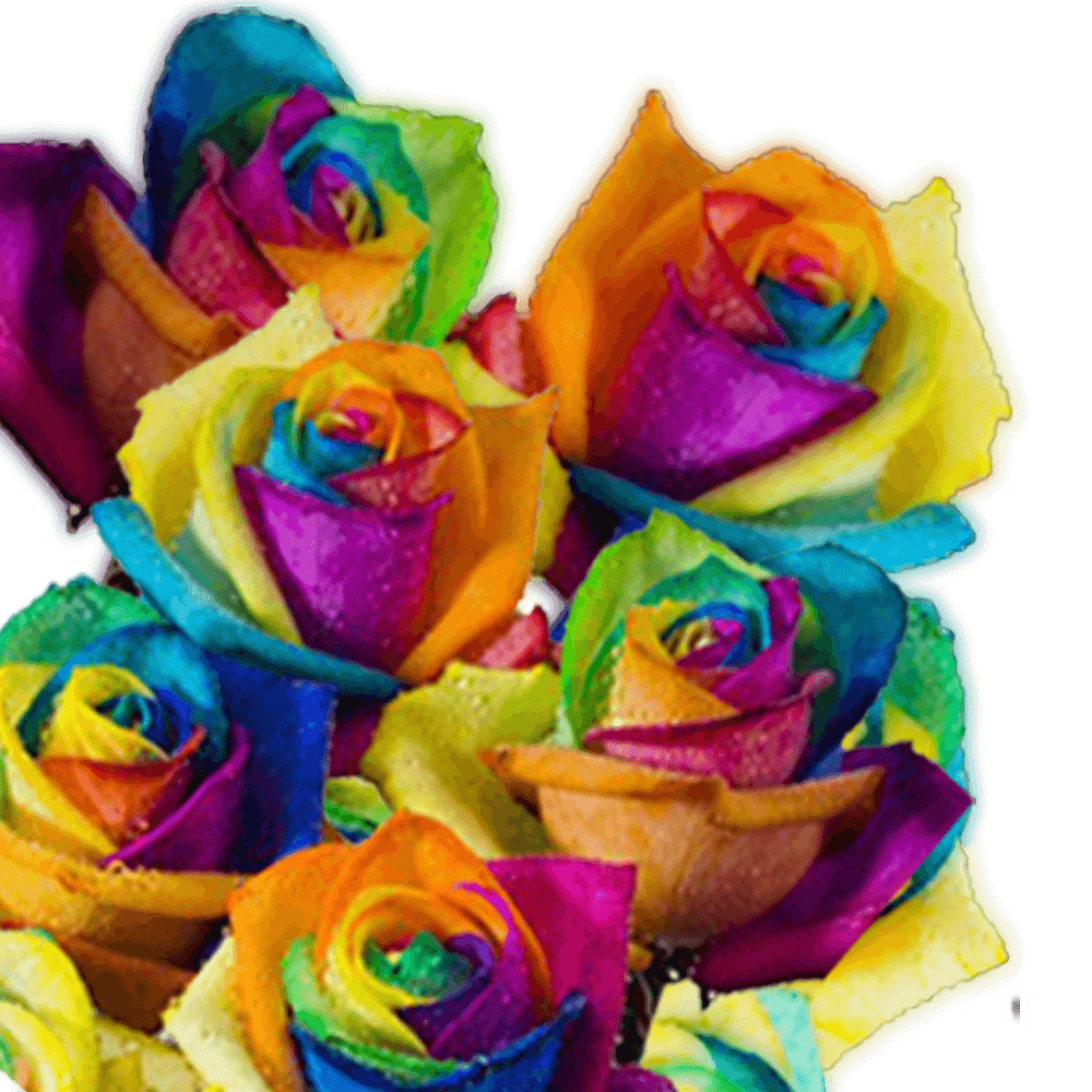 Rainbow Roses Rainbow Colors Kaleidoscope Roses