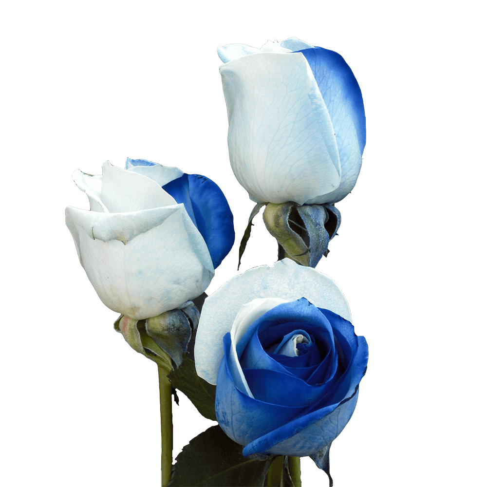 Qty of Blue and White Rainbow Roses For Delivery to New_Jersey