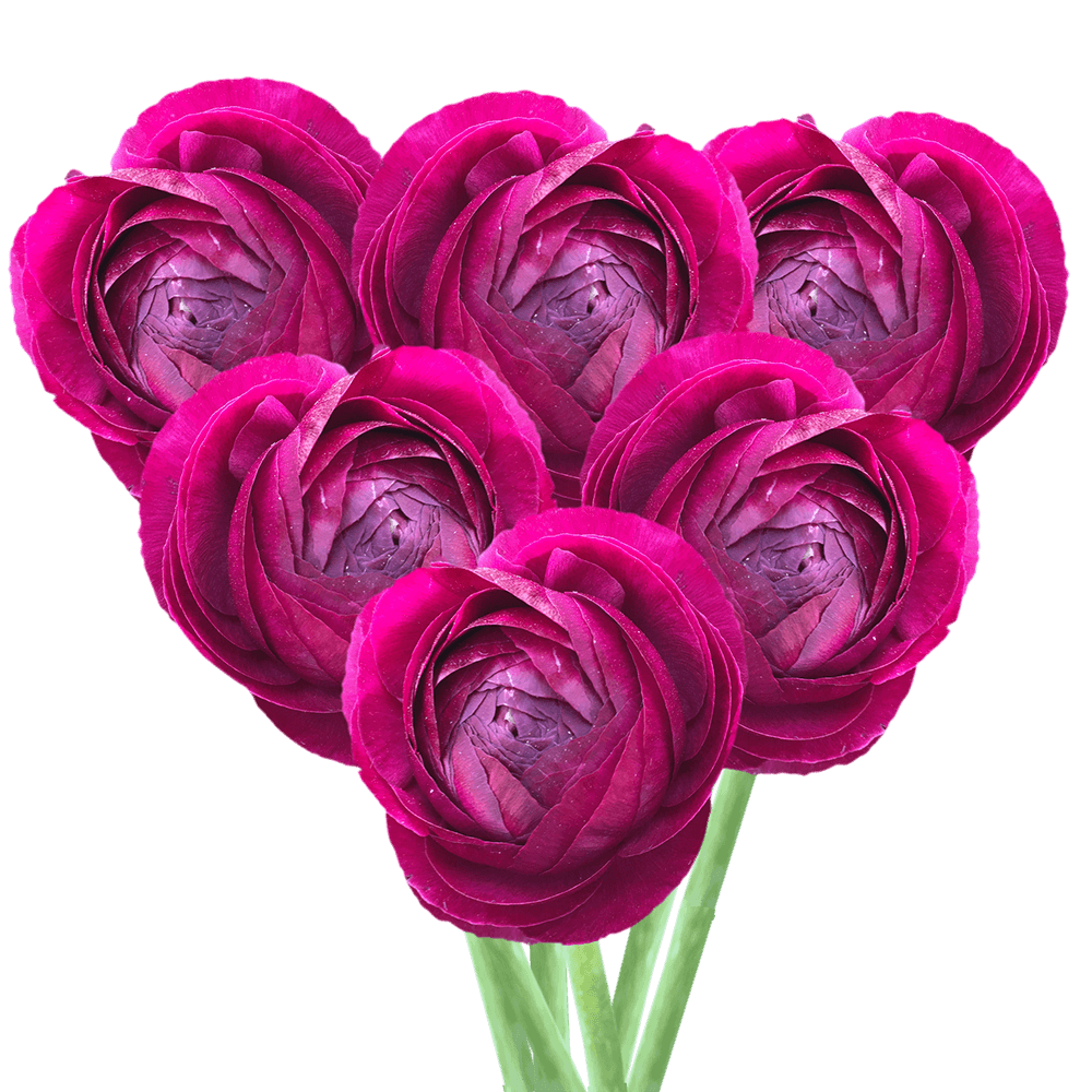 Ranunculus Burgundy Flowers Low Cost Online
