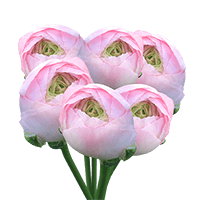 Ranunculus Lpink 40Cm 10 Bunches (QB) For Delivery to Decatur, Alabama