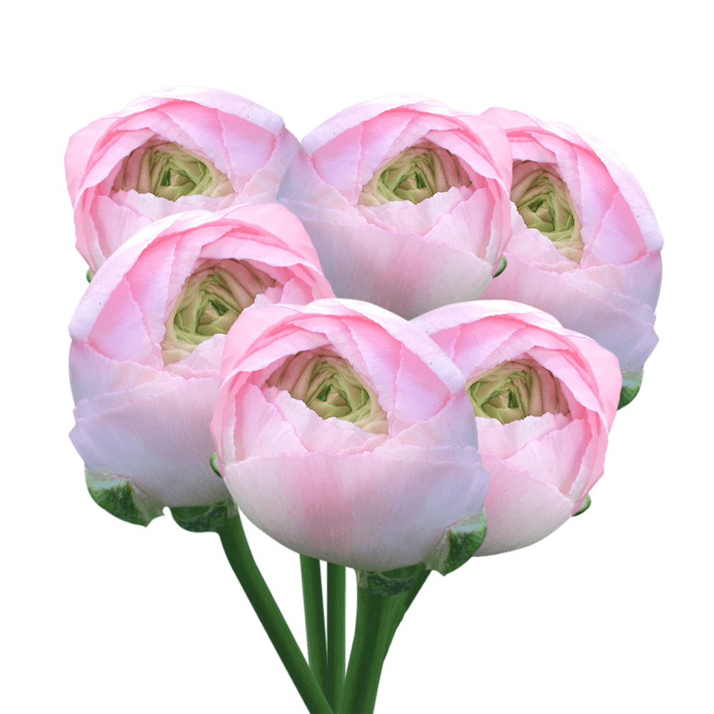Ranunculus Light Pink Bouquet Flowers Online Today