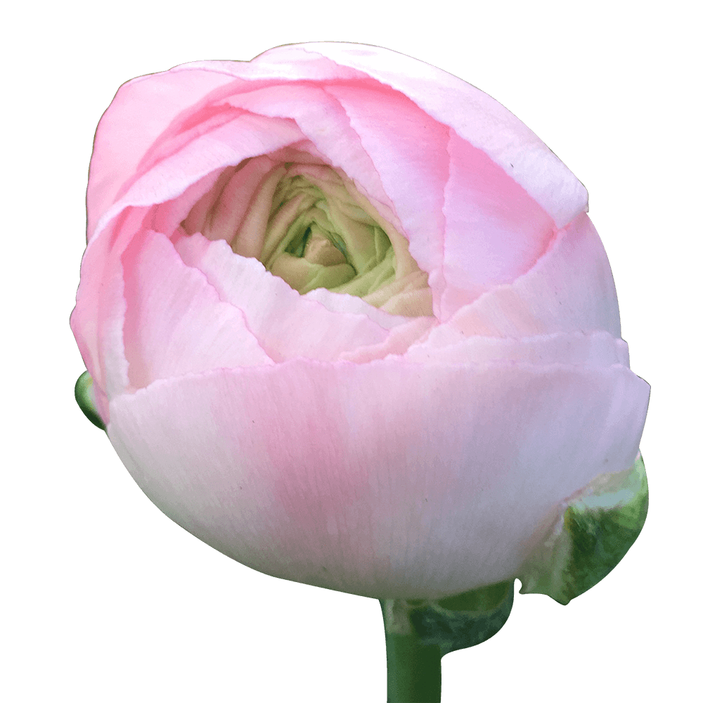 Ranunculus Light Pink Flowers Low Cost Online