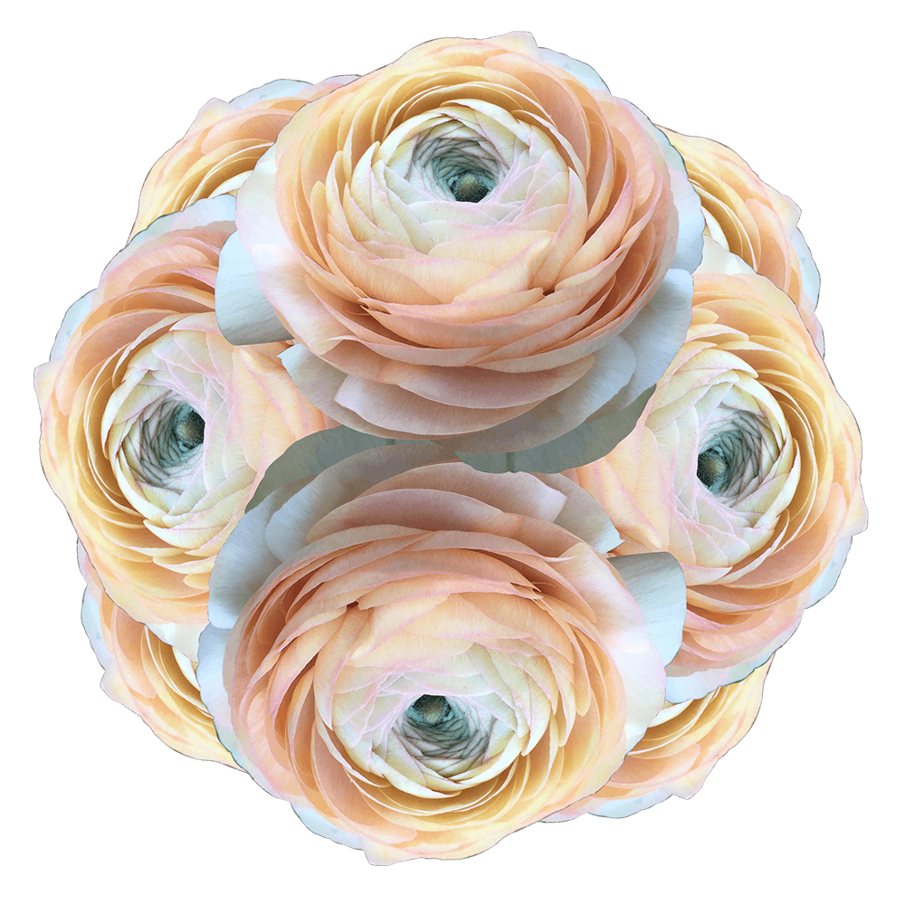 Ranunculus Peach Bouquet Flowers Online Today