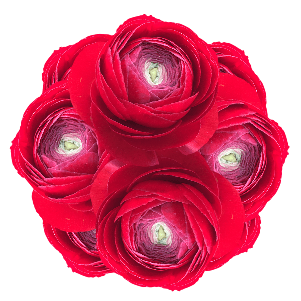 Ranunculus Red Flowers Low Cost Online