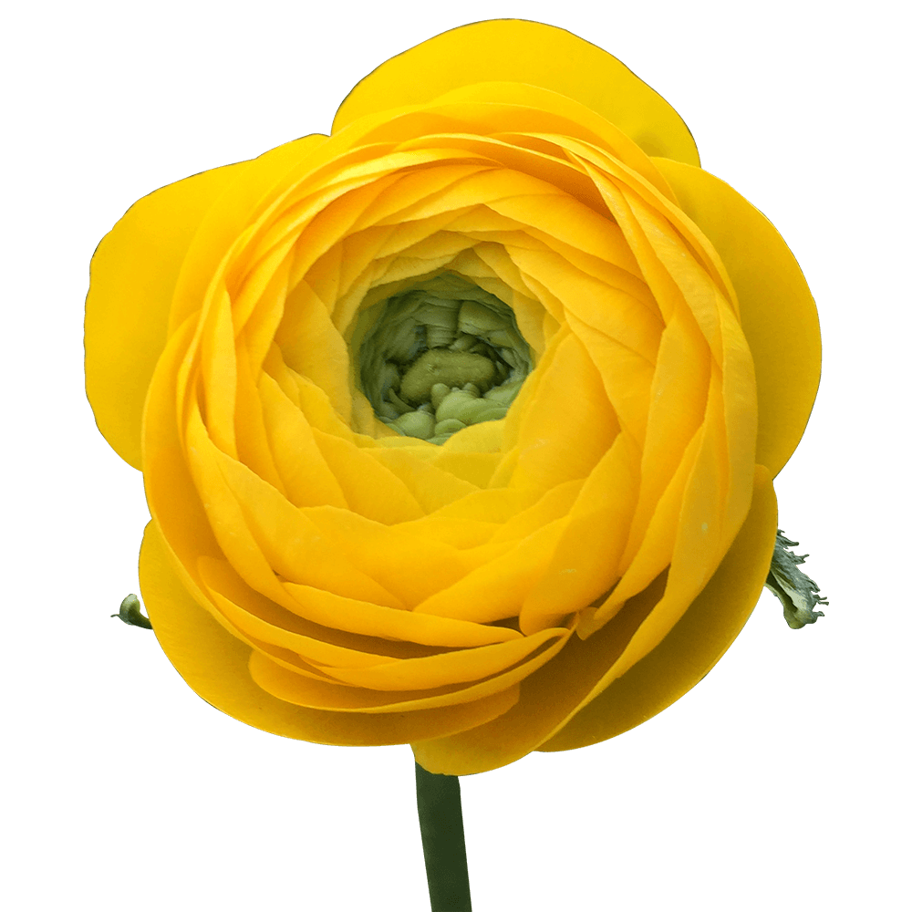 small yellow ranunculus