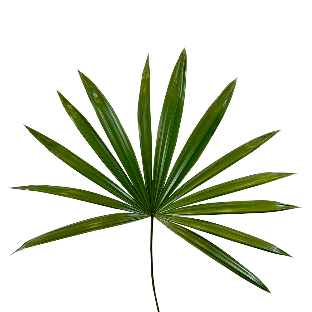 Raphis Palm Leaves Tropical Greenery Online Delivery  Bunch of 30 Stems