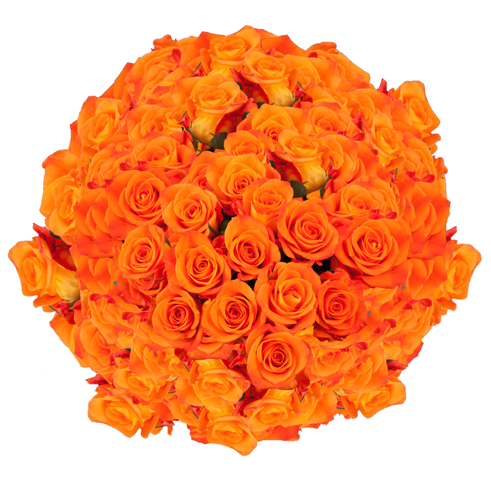 Real Bright Orange Roses