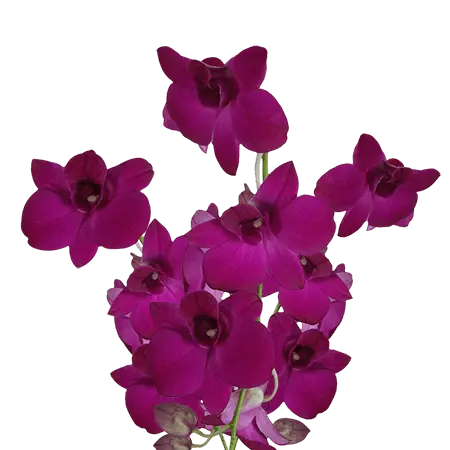 Dark-Pink-Madam-Pink