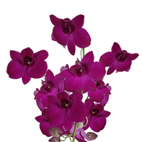 Orchids Madam Pink Qty For Delivery to South_Dakota