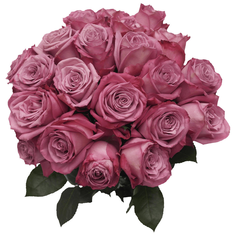 Real Lavender Moody Roses For Sale | GlobalRose