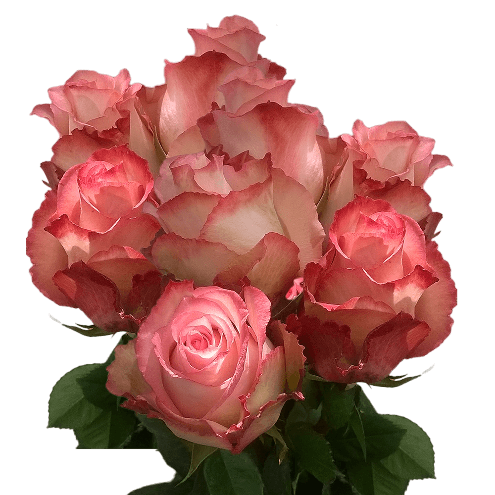 Real Light Peach Roses Cheap Cut Roses Fresh Flowers Free Delivery