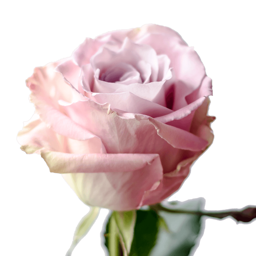 Qty of Faith Roses For Delivery to Faqs.Html, Vermont