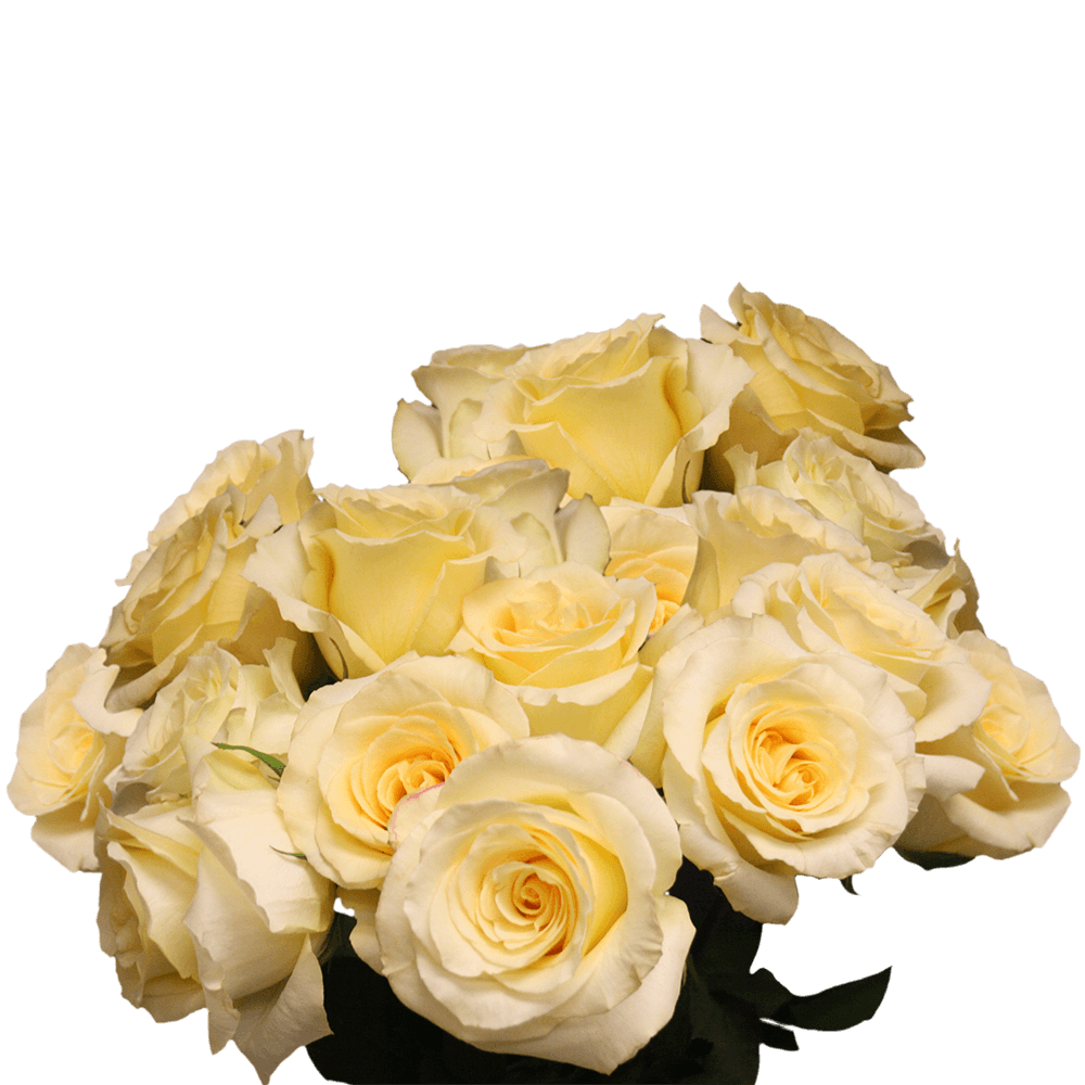 Real Light Yellow Roses Discount Roses Sale Cheapest Roses