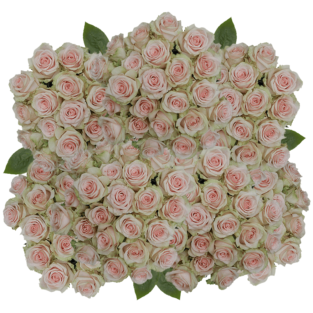 (HB) Rose Med Salma 200 Stems For Delivery to San_Pedro, California