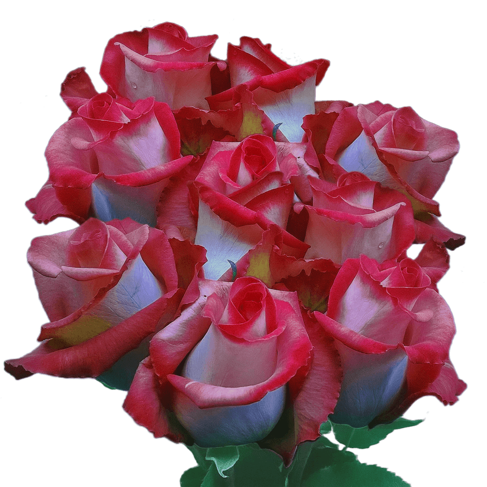 Real Pink Ecuadorian Roses Multicolored Blooms Fundraiser Roses