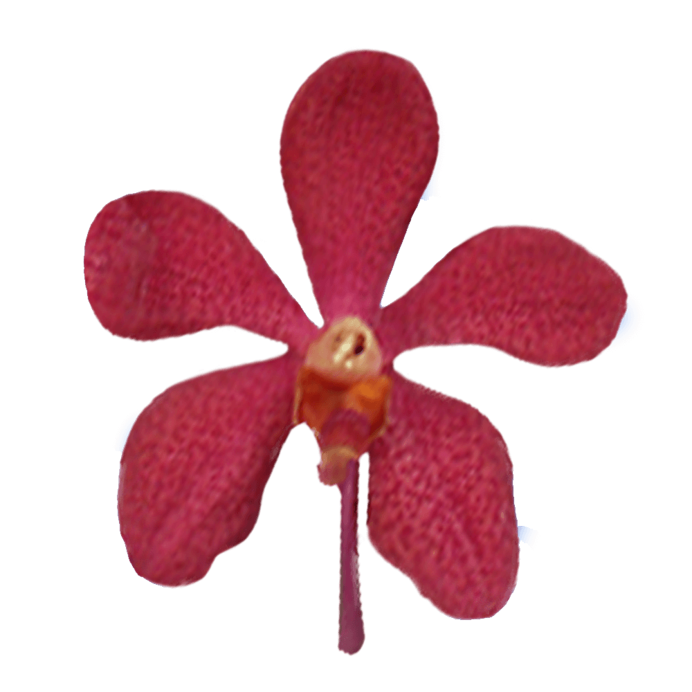 Real Red Orchids Fresh Flowers Online