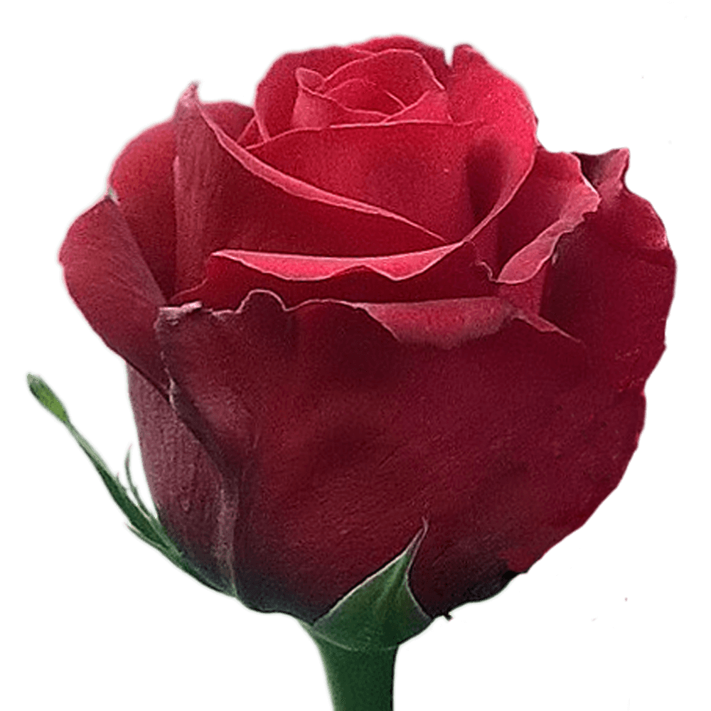 Qty of Sexy Red Roses For Delivery to Truckee, California