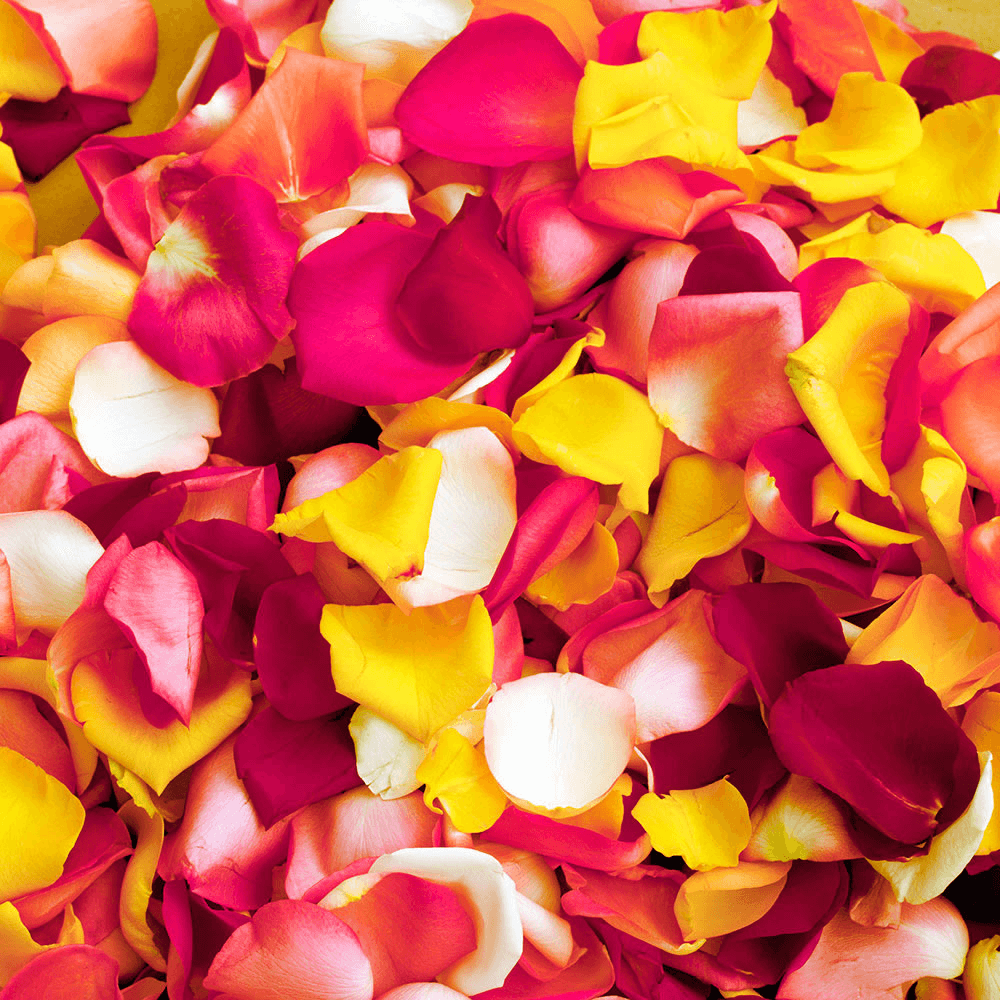 Blossoms and Leaves Petals Bridal Assorted Colour Rose Petals Flowers 