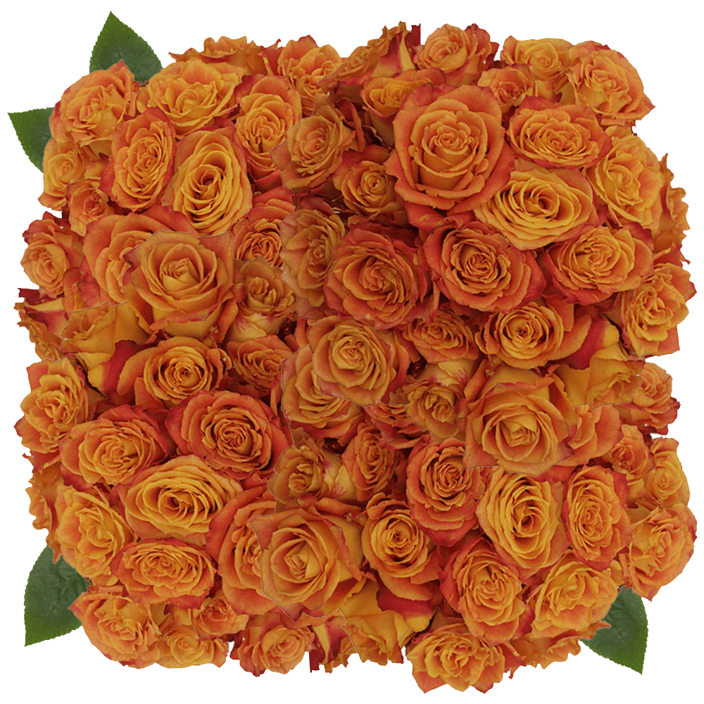 Real Yellow and Red Silantoy Roses For Sale