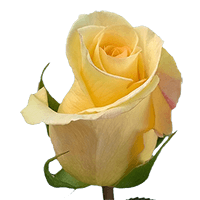 Qty of Yellow Timeless Roses For Delivery to Fort_Lauderdale, Florida