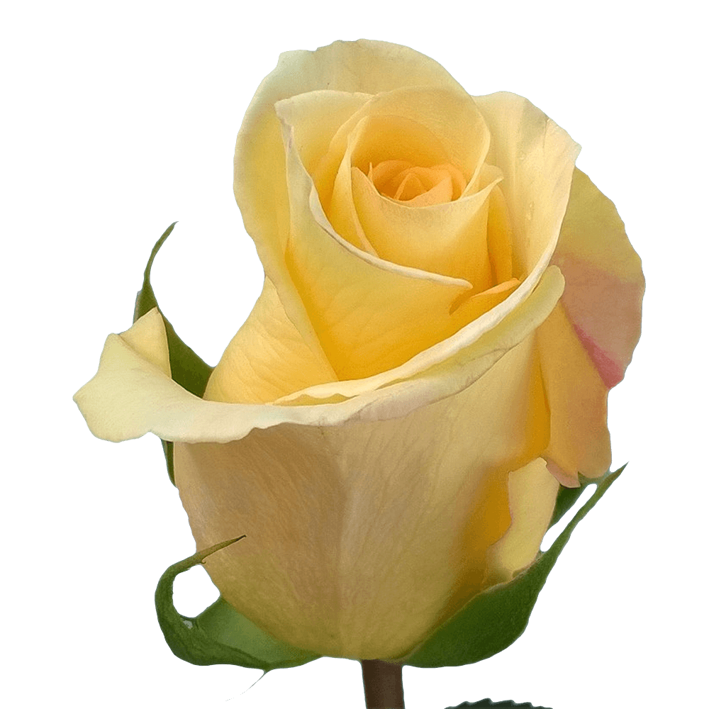 Qty of Yellow Timeless Roses For Delivery to Hartford, Connecticut